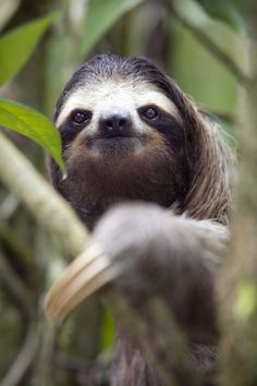 a brown and white sloth hanging from a tree branch in the jungle with its eyes wide open