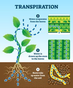 the life cycle of a plant with water and plants growing from it, labeled in blue