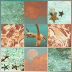 crab hehe Fish Moodboard, Tropical Moodboard, Make Your Own Character, Warrior Cat Oc, Poppy Art, Custom Theme, Surrealism Photography