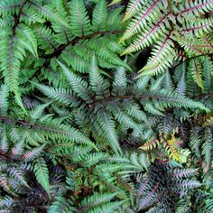 green and purple plants are growing together