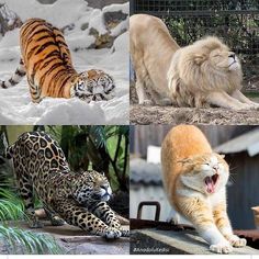 three different pictures of cats and lions in the snow, one with an angry look on its face