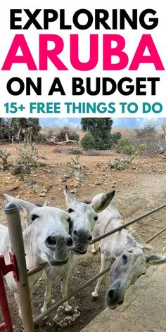 three white donkeys standing behind a fence with the words exploring aruba on a budget 15 - free things to do