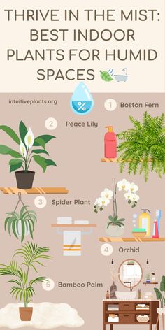 an illustrated guide to the best indoor plants for humids and air purification