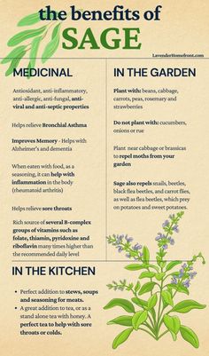 the benefits of sage in the garden info sheet with instructions on how to use it