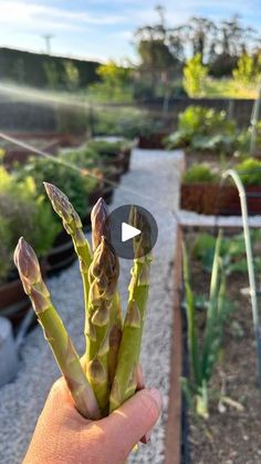 someone is holding up some asparagus in their garden