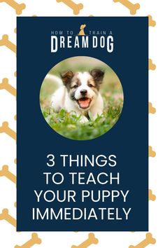 a dog with the words, 3 things to teach your puppy immediately