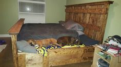 two dogs sleeping on top of a bed in a room with green walls and wood floors