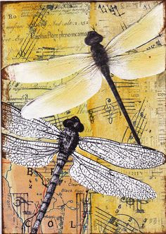 two dragonflies sitting on top of a piece of paper with music notes in the background