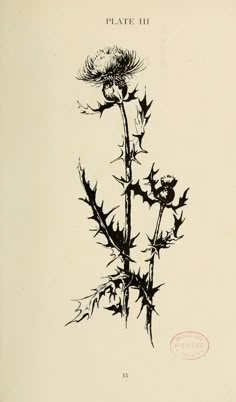 a black and white drawing of a thistle plant