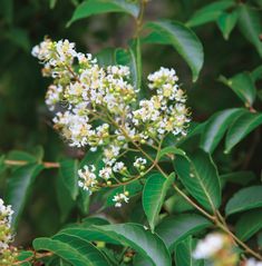 some white flowers and green leaves on a tree