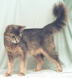 a cat standing on top of a white sheet