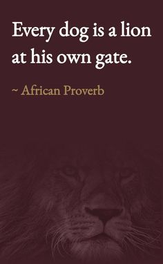 a lion with the quote every dog is a lion at his own gate african prove