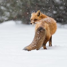 a red fox standing in the snow with its front paws on it's hind legs