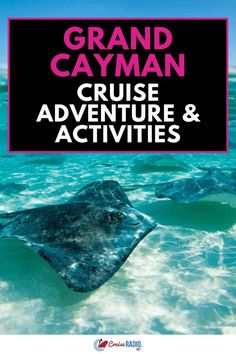 A clear turquoise ocean with a stingray swimming in shallow water. Views Of Nature, Cruise Activities, Grand Cayman, Save For Later, Adventure Activities, Cruise Vacation