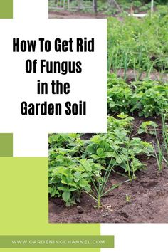 vegetable garden with soil with text overlay how to get rid of fungus in the garden soil Raised Garden Bed Soil, Healthy Garden Soil, Garden Soil Preparation, Vegetable Garden Soil, Healthy Soil, Nail Fungus, Garden Stuff, Garden Soil