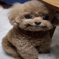 a small brown dog sitting under a wooden table with its head turned to the side