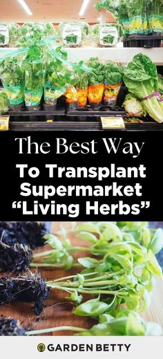 the best way to transplant supermarket living herbs