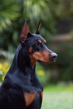 a black and brown dog sitting in the grass