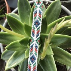 a close up of a plant with a bracelet on it