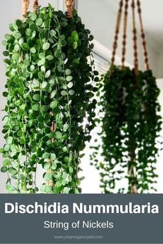 two hanging plants with the words dissecidia nummularia string of nickels