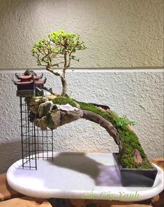 a bonsai tree is displayed on top of a white tray with rocks and moss