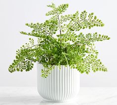 a green plant in a white vase on a table