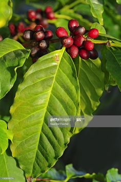 coffee beans are growing on the branch of a tree with green leaves and red berries