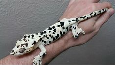 a spotted gecko sitting on someone's hand