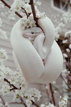 a baby snake wrapped in a blanket on top of a tree branch with white flowers