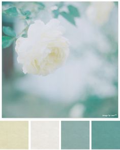 a white rose is in the middle of color swatches with green and blue hues