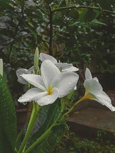 two white flowers with water droplets on them in a garden, next to green plants