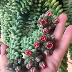 a hand holding some green plants with red flowers