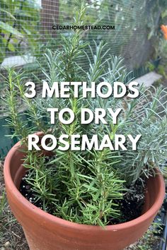 rosemary growing in a terracotta pot Rosemary Preserving, Drying Rosemary, Dry Rosemary, Lemon Balm Uses, Homestead Tips, Homemade Chili Powder, Dried Basil Leaves, Organic Gardening Pest Control, Beekeeping For Beginners