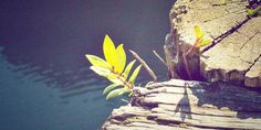 a tree branch is growing out of the rocks next to the water's edge