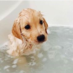 a dog is in the bathtub with water