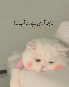 a white cat laying on top of a bed with the caption written in arabic