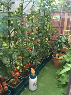 many tomatoes are growing on the plants in the greenhouse, and one is being used as a propaner