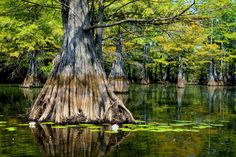 a large tree sitting in the middle of a lake surrounded by water lillies and trees