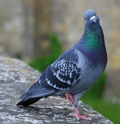 a pigeon sitting on top of a stone wall