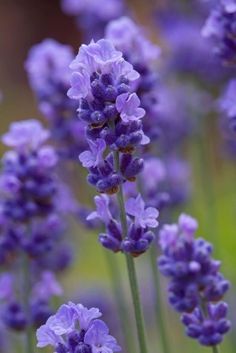 purple flowers are blooming in the garden