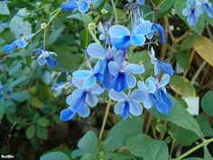 blue flowers with green leaves in the background