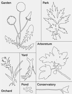 four different types of plants that are labeled in the following pictures, each with their own name