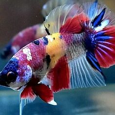 a red, white and blue fish in an aquarium