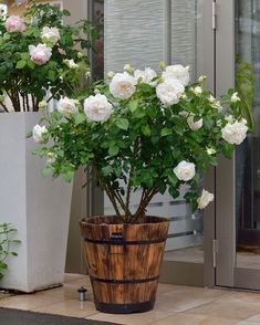 a potted plant with white flowers in it