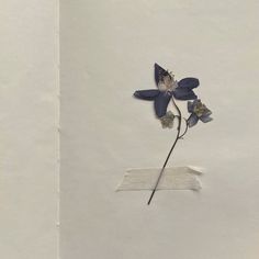 a single blue flower sitting on top of a piece of paper