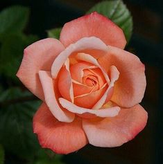 an orange and white rose with green leaves