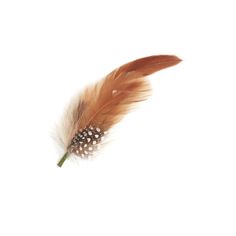 a single feather on a white background