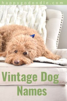 a brown dog laying on top of a couch next to a white blanket with the words vintage dog names below it