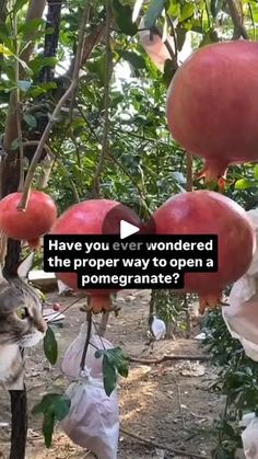 a cat sitting on top of a tree filled with pomegranates