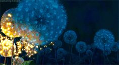 the dandelions are lit up in the night sky